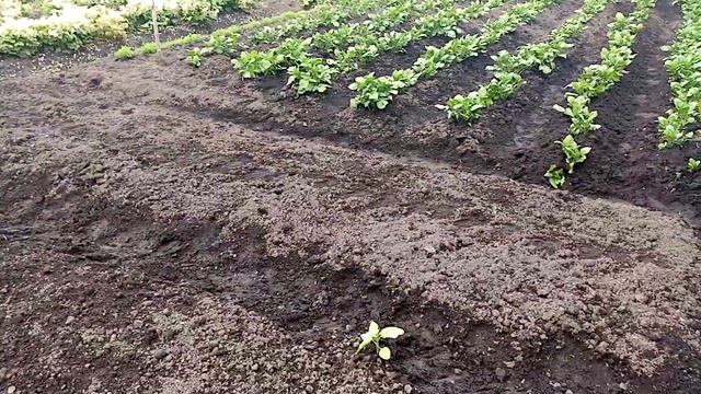 Посадка РЕВЕНЯ ЧЕРЕШКОВОГО Пророщенными СЕМЕНАМИ в Открытый ГРУНТ. 7 июня 2020г. смотреть онлайн