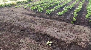 Посадка РЕВЕНЯ  ЧЕРЕШКОВОГО Пророщенными СЕМЕНАМИ в Открытый ГРУНТ.  7 июня 2020г.