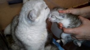 Уход за Глазками Котёнка!  Шотландские котята!