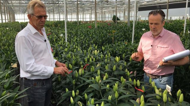 (RL) Roselily Patricia @Van den Bos Test Greenhouse смотреть онлайн