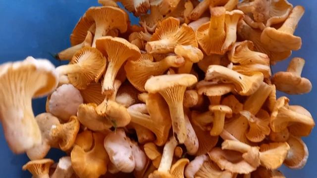 Рецепты для гурманов 