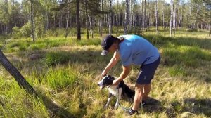 50. Поводок удавка, контроллер, ринговка