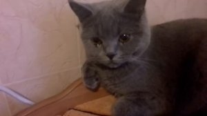 Кошка плачет?????