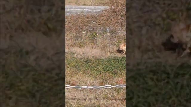 Последний день осени для вас, мои дорогие и небольшая поговорилка с любовью к Вам. смотреть онлайн