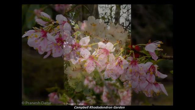 Campbell Rhododendron Garden смотреть онлайн
