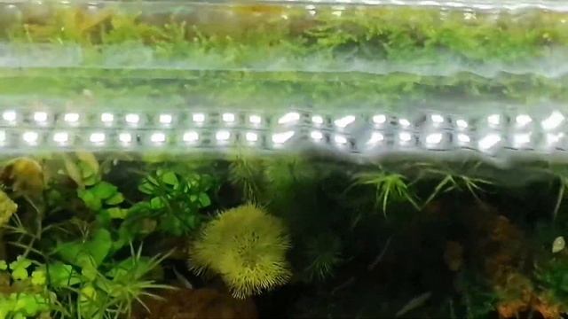 Борьба с #водорослями с помощью #перекиси водорода в #аквариуме . Подвожу итоги. смотреть онлайн
