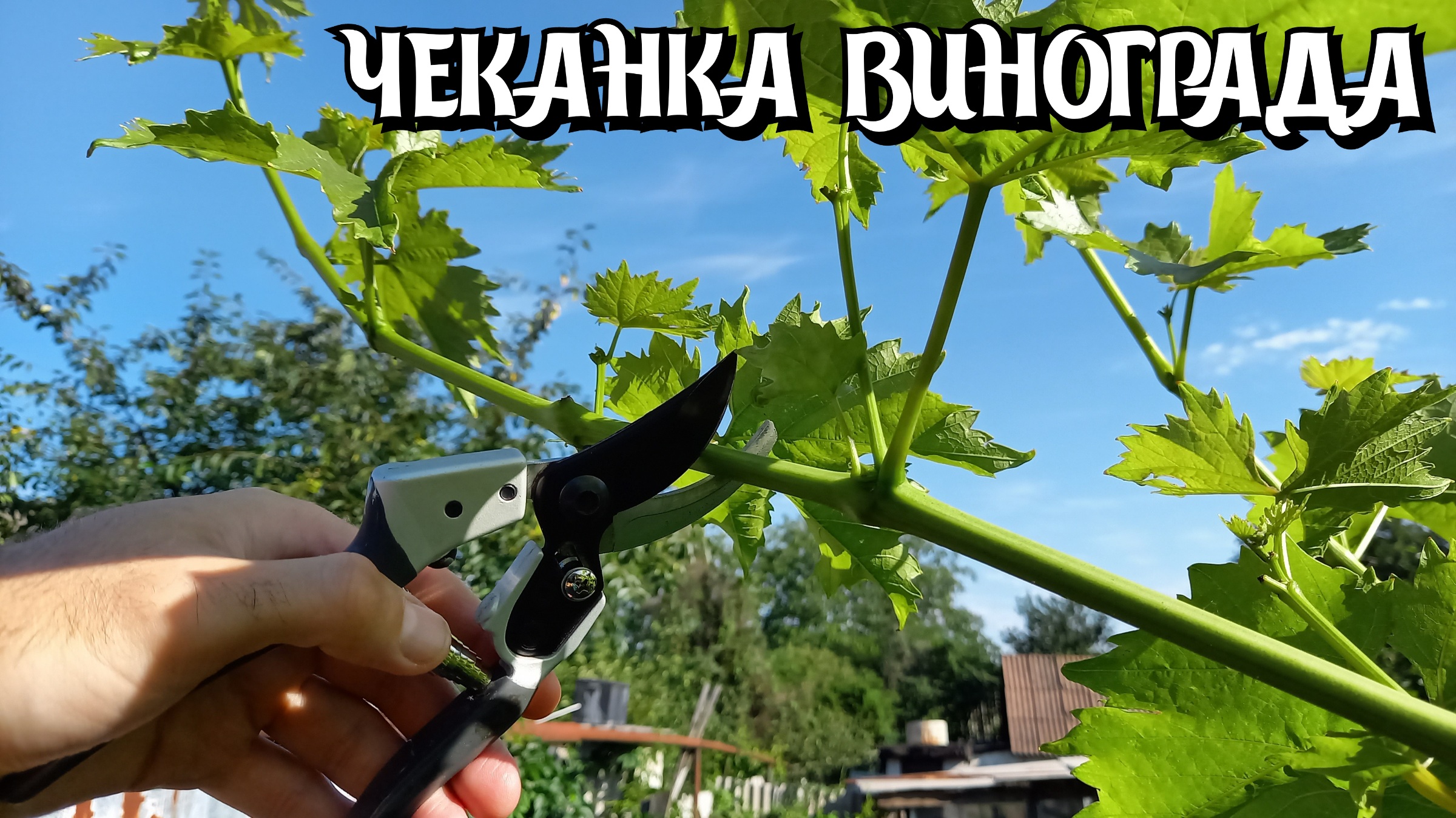 ЧЕКАНКА ВИНОГРАДА. смотреть онлайн