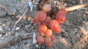 НОВИНКИ!!! ГФ Винограда СОЛНЕЧНЫЙ ЗАЙЧИК и КАЛИНЭ. (Калугин В.М.). 27.08.2023г.