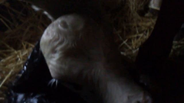 ОТЕЛ У КОРОВЫ / ЧТО И КАК МЫ ДЕЛАЕМ!!! / БЫЧОК))) смотреть онлайн