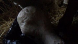 ОТЕЛ У КОРОВЫ / ЧТО И КАК МЫ ДЕЛАЕМ!!! / БЫЧОК)))