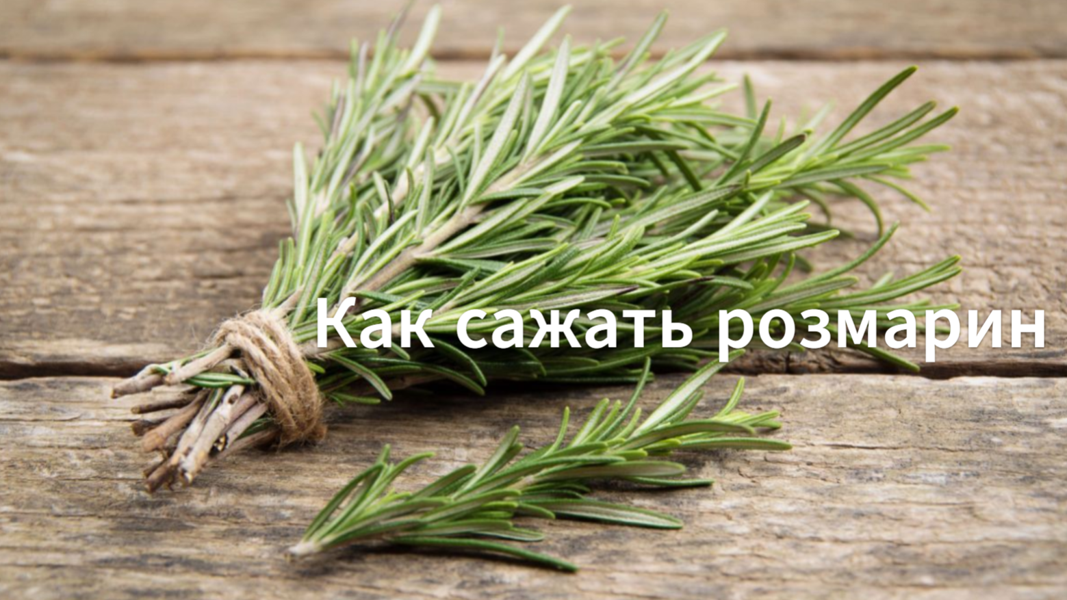 Как сажать розмарин семенами. Выращиваем розмарин из семян. смотреть онлайн