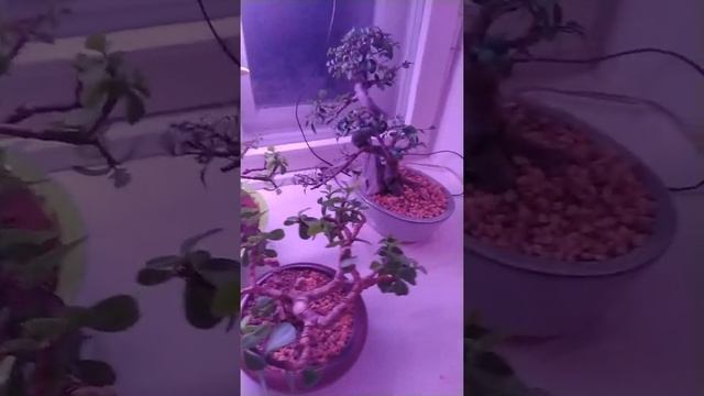 Подсветка бонсай зимой смотреть онлайн