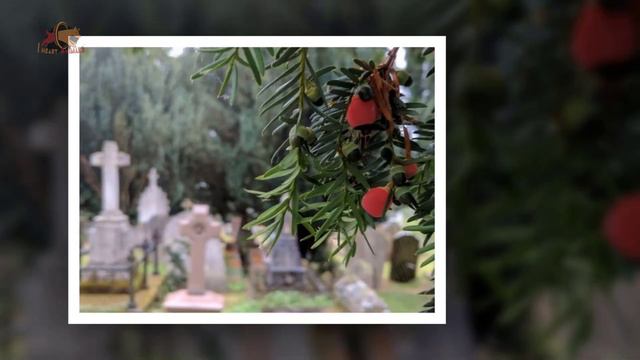 Officials Discover Cause Of Death For 4 Bears Found Near Church смотреть онлайн