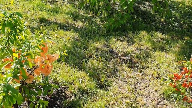 айва ФАЙР ДЭНС и КАМЕО смотреть онлайн