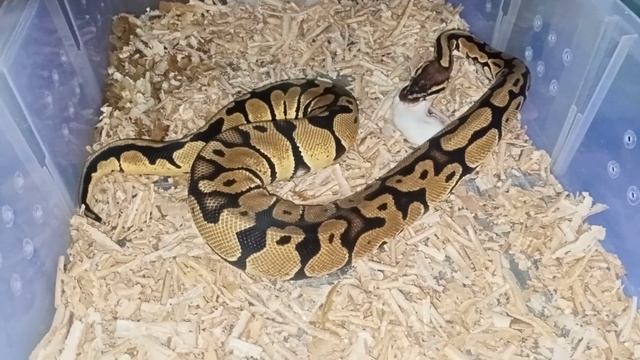 WARNING!!! live feeding ball python смотреть онлайн