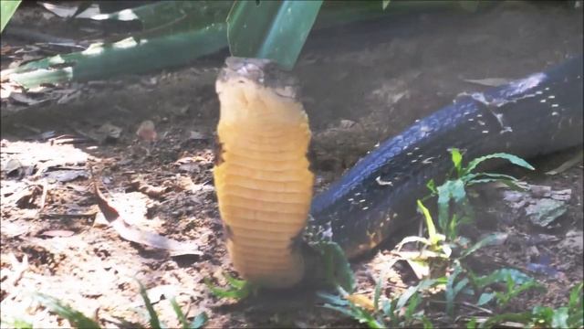 Ophiophagus hannah i, King cobra смотреть онлайн