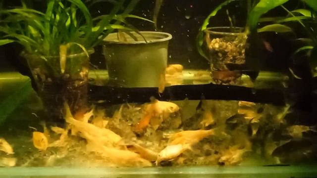 Кормим сомов мотылем. смотреть онлайн