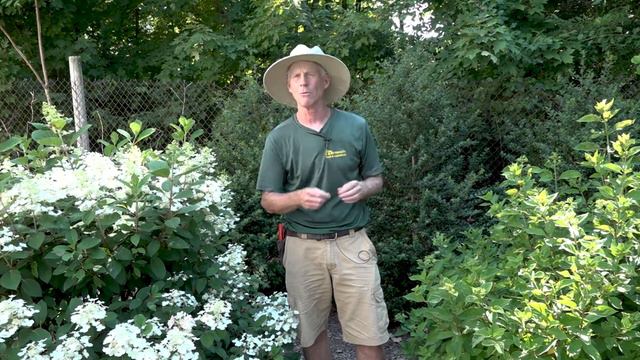In-Depth Look at Spirea and Panicle Hydrangeas смотреть онлайн