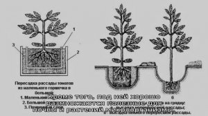 Корневая система томатов