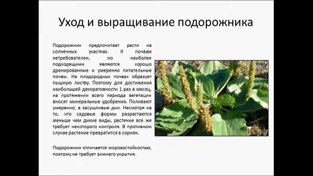 Подорожник смотреть онлайн