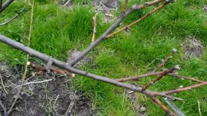 Обрезка подмерзшего персика.