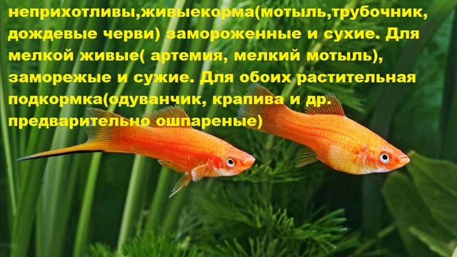 Меченосцы Содержание, разведение смотреть онлайн