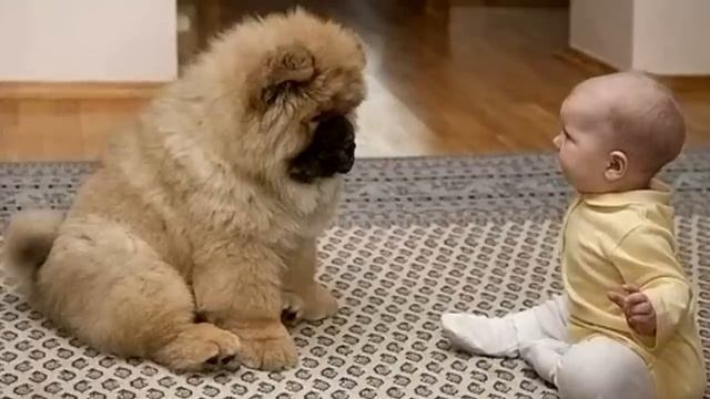 Малышка была парализована! Врач посоветовал семье купить собаку. Все были удивлены её действиям!