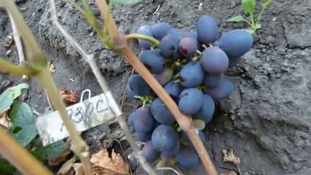 Виноград Г. Ф. АЗОС. смотреть онлайн