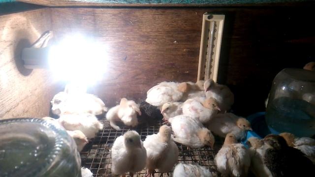 Температура в брудере для перепелов - не повторяйте моих ошибок! смотреть онлайн