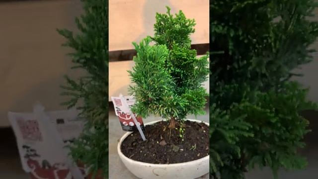 Кипарисовик бонсай в овальной керамике D-21 H30 смотреть онлайн