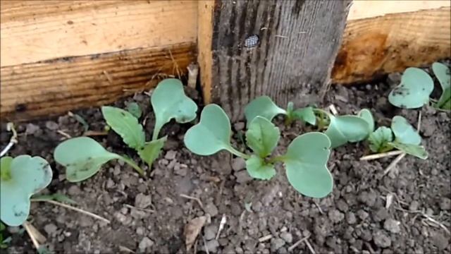 Редиска в апреле 18 дней! Анонс семена дынь и арбузов в мультиварке!- подпишись и увидишь ПЕРВЫМ! смотреть онлайн