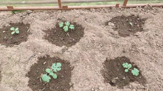 Выращивание арбуза в теплице в Ленинградской области 2022год. смотреть онлайн