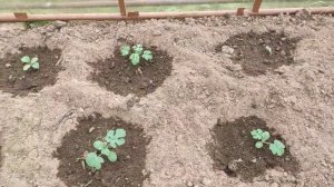 Выращивание арбуза в теплице в Ленинградской области 2022год.