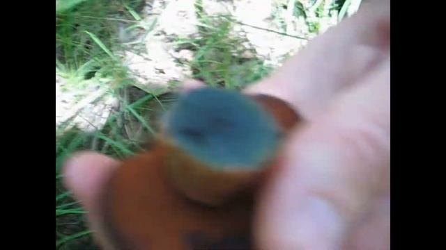 VLOG:Перепутали сатанинский гриб с масленком! Нашли редкий ядовитый гриб!!! смотреть онлайн