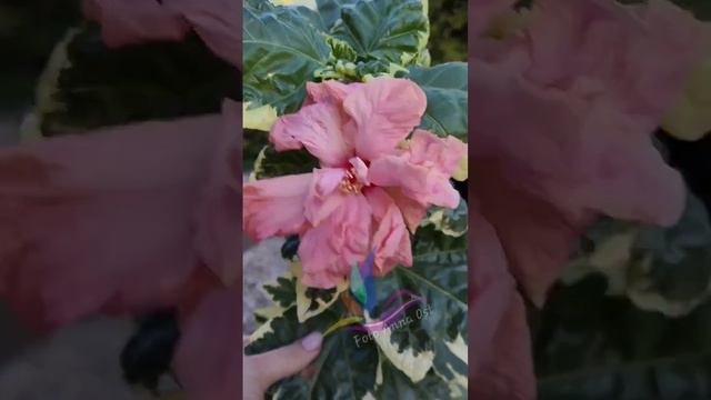 Double pink variegata#Аннаост #Annaost #гибискуссортовой #Гибискус #hibiscus #GeraGibis #герагибис смотреть онлайн