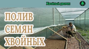 Как поливать семена хвойных растений после посева в открытый грунт.Питомник «Хвойный дворик»