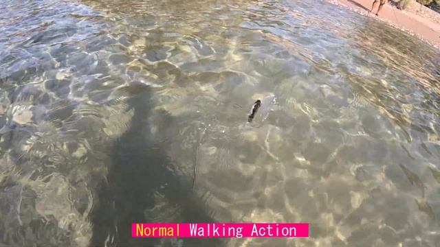 5 Awesome TOP WATER fishing styles for SEA BASS with the new Pop Walker 2.0. смотреть онлайн