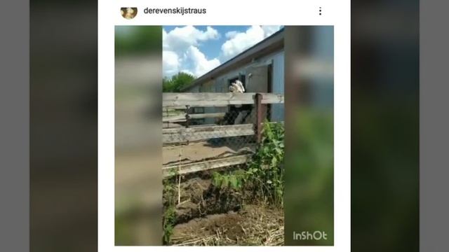 как бьёт страус смотреть онлайн