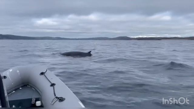 Морские котики и нерпы в Териберке смотреть онлайн