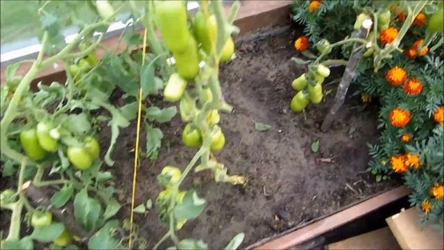 Как заставить помидоры покраснеть ?!# Ускоряем созревание томатов в теплице # Дозаривание на грядке смотреть онлайн