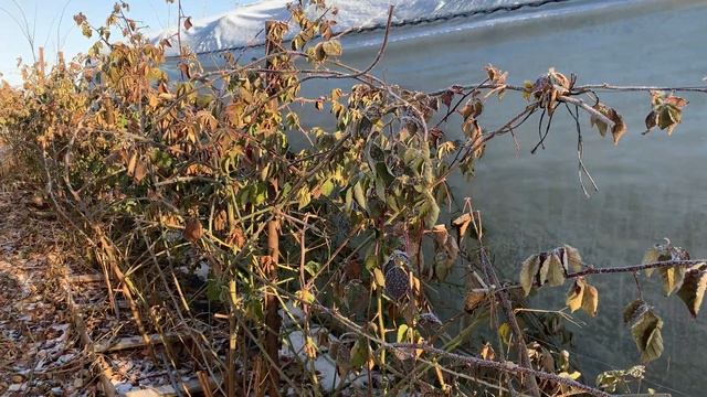 Ежевика Честер - пока зимуем без проблем. 12.01.22 смотреть онлайн