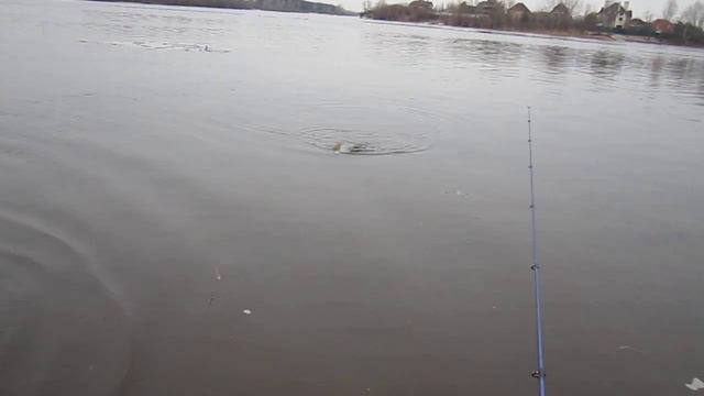 Окунь на отводной поводок.. смотреть онлайн