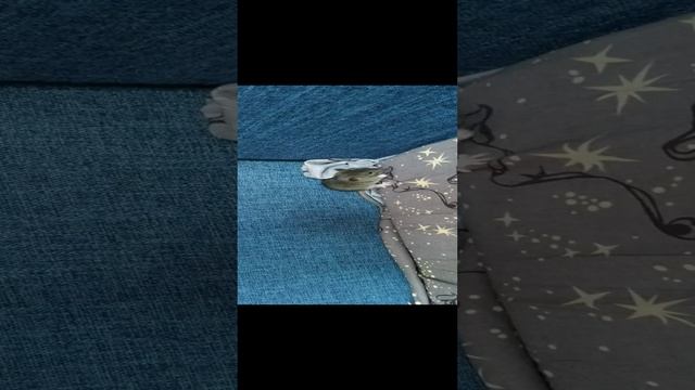 VID_20220731_095931.mp4 смотреть онлайн