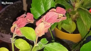 Белопероне или комнатный Хмель.Уход в домашних условиях.