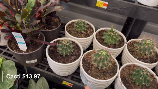 Let's go Plant shopping at WALMART | You won't believe what I found! | January 2022 смотреть онлайн