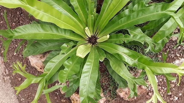How to grow Asplenium nidus (Bird’s-nest ferns) смотреть онлайн