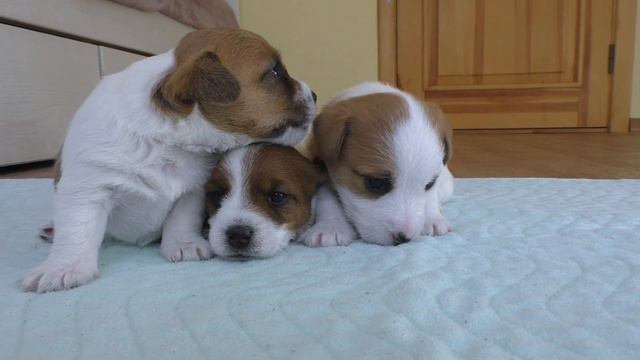 Puppies 25 Days. Jack Russell Terrier PUPPIES / Cute Puppies / Cute Puppy / Funny Dog