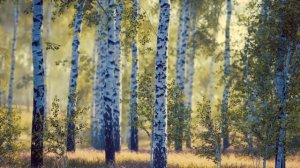 футаж Березы
