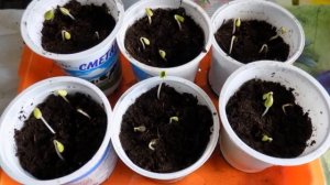 Выращивание яблони из семечка