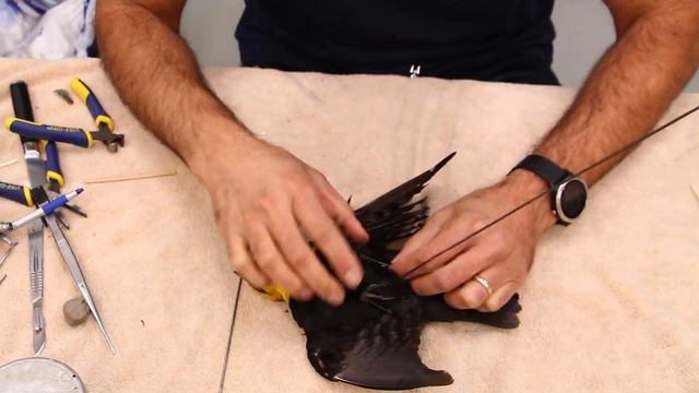 Black Bird Taxidermy ,Art Of Taxidermy, Yellow Headed Black Bird Mount, Bird Taxidermy